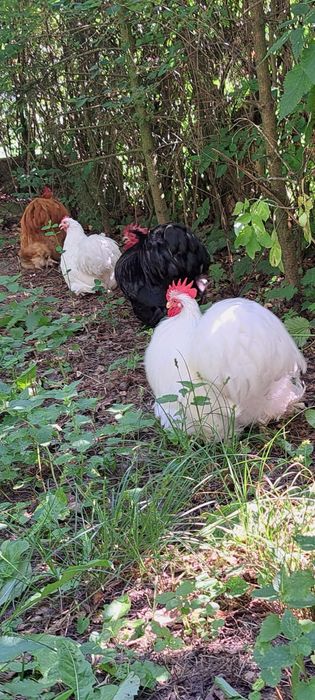 Kochin karzełek chabo kury koguty 25r