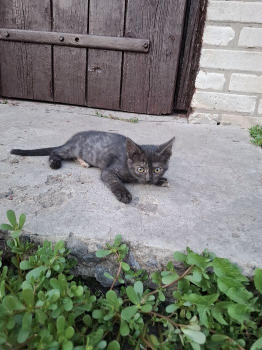 Віддам кошенят у добрі руки
