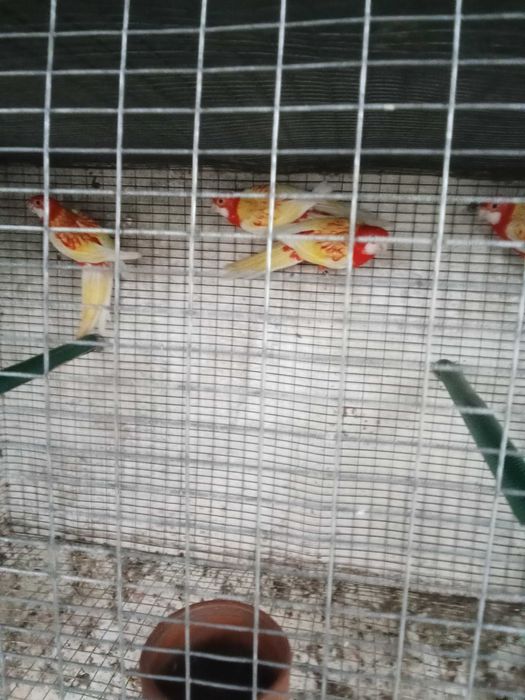 Roselas uniculores rubinas