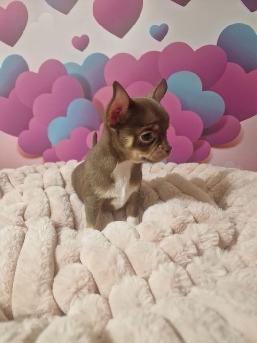 Czekoladowy chłopczyk chihuahua