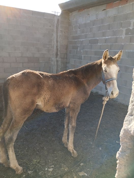 Poldro lusitano oportunidade