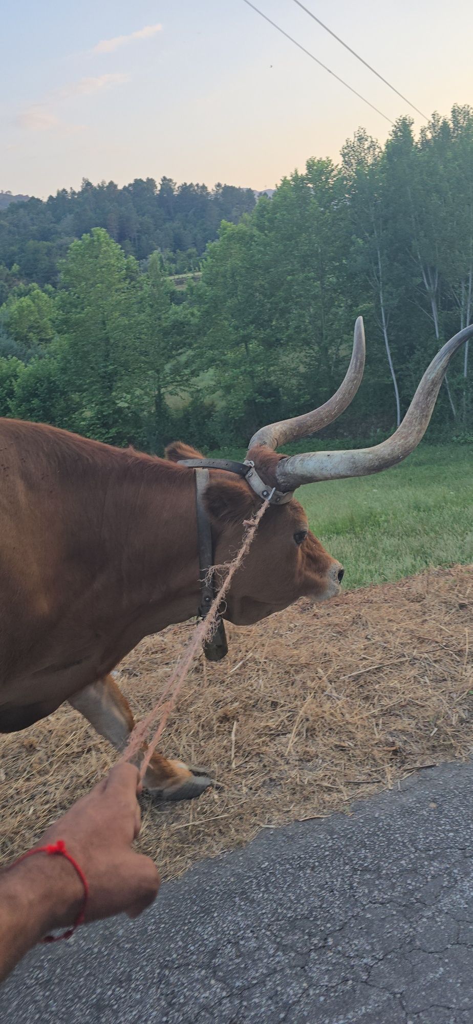Vaca e vitela femea