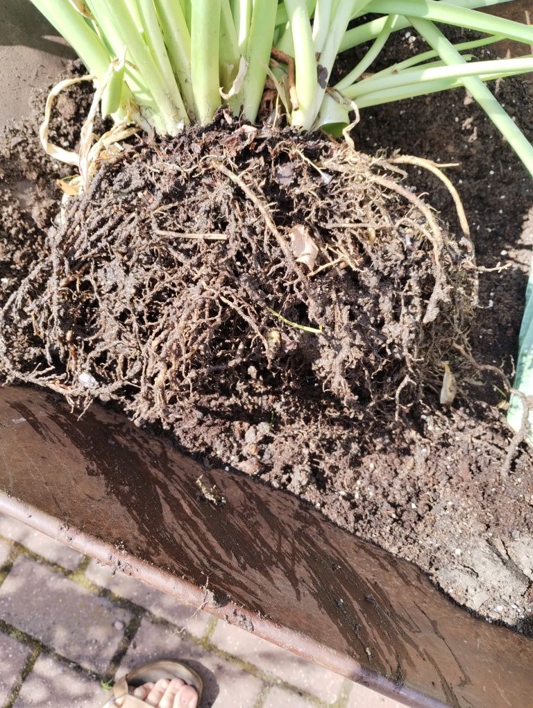 Hosta Funkia ogromna