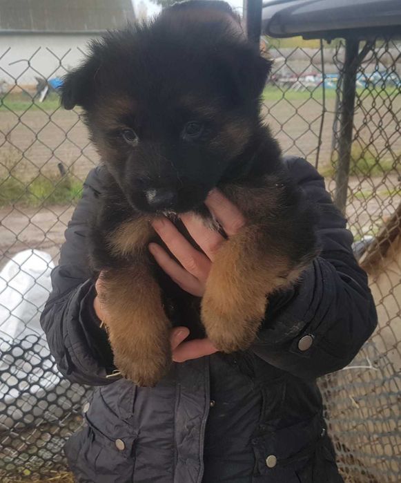 Owczarki niemieckie szczeniaki