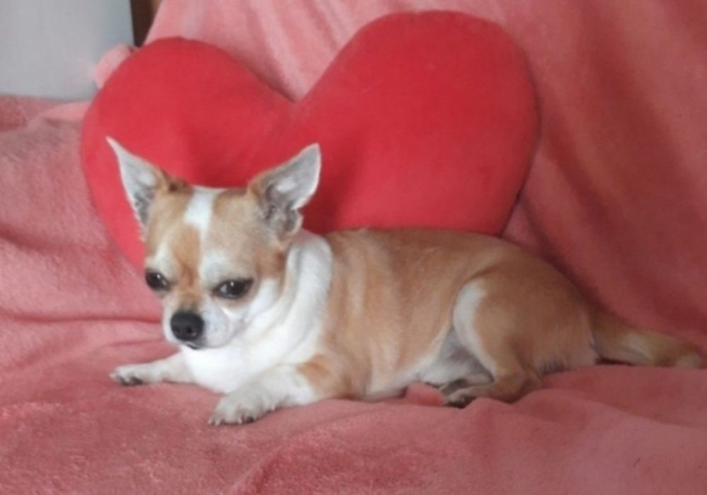 Suczka chihuahua z rodowodem