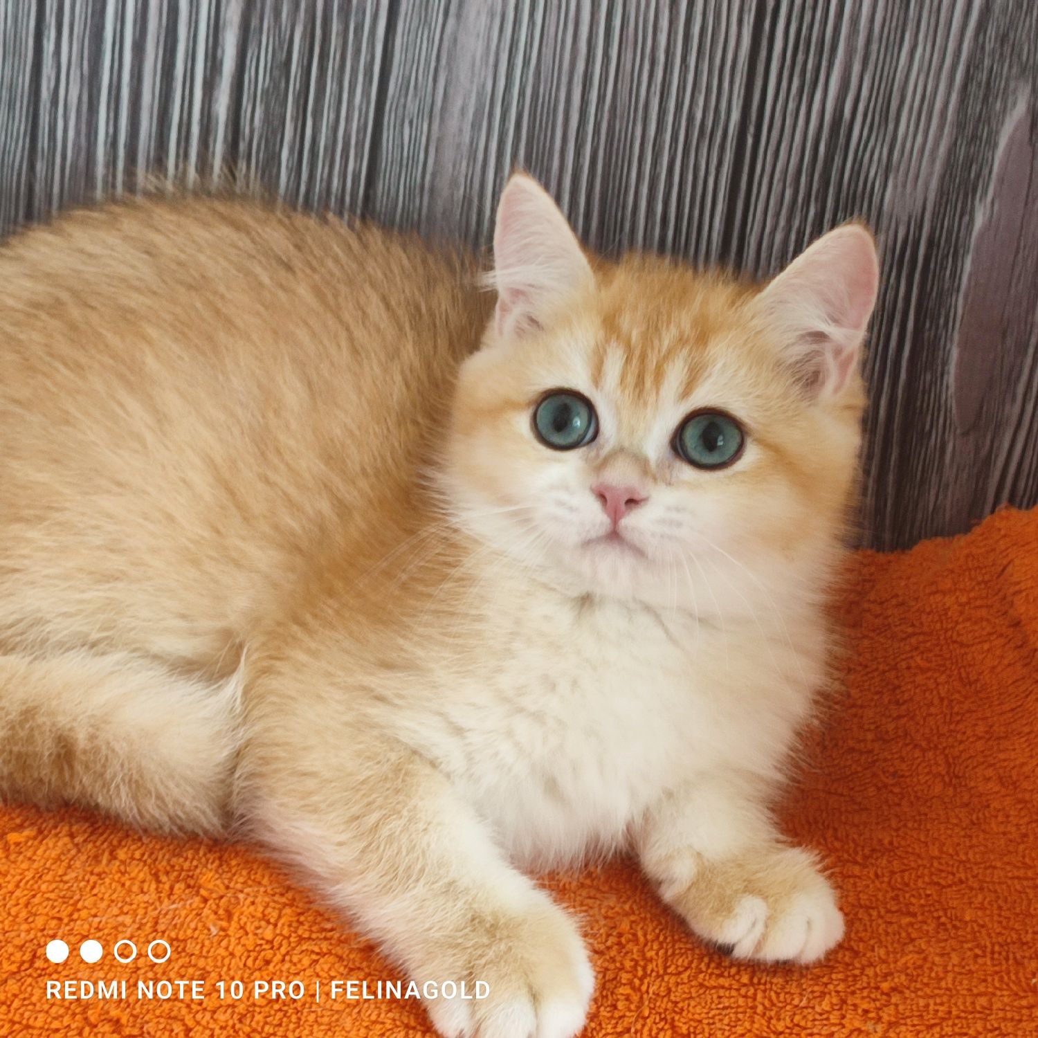 Британський золотий котик