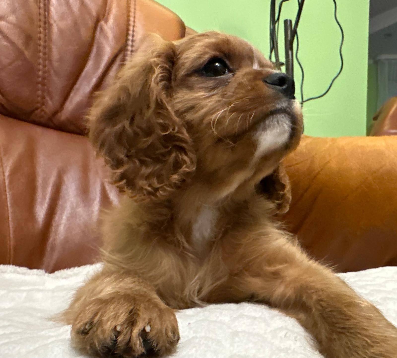 Cavalier King Charles Spaniel 

Z naszej domowej h