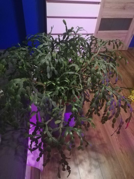 Kaktus Bożonarodzeniowy Grudnik