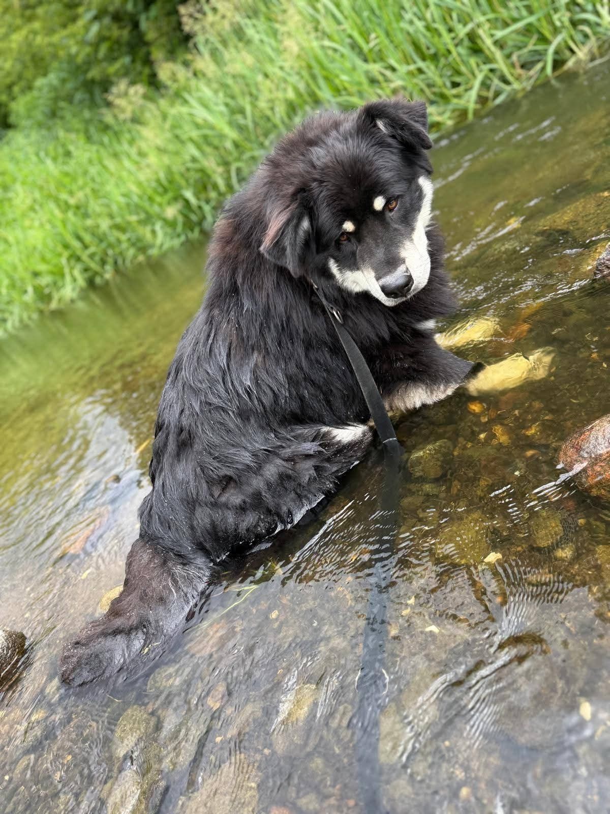 Puchary miś do adopcji