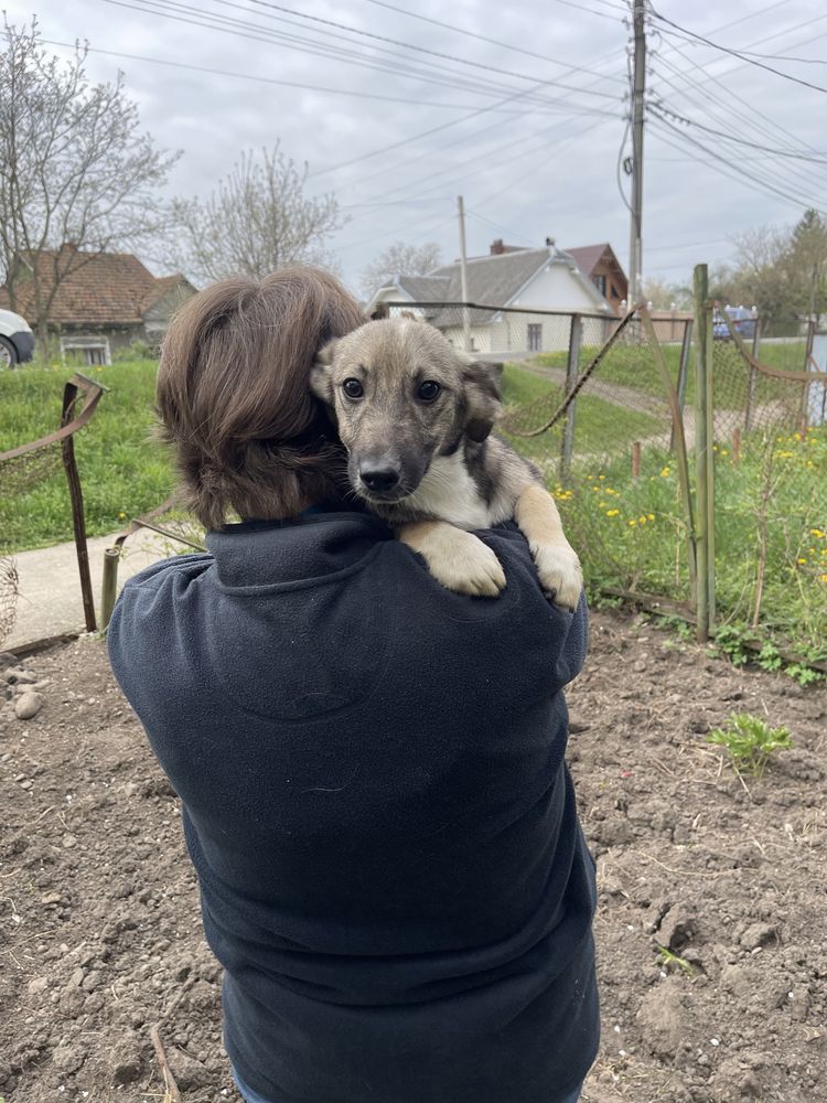 Цуценята безкоштовно