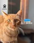 Gato Amarelo dócil para adoção (Bandido)