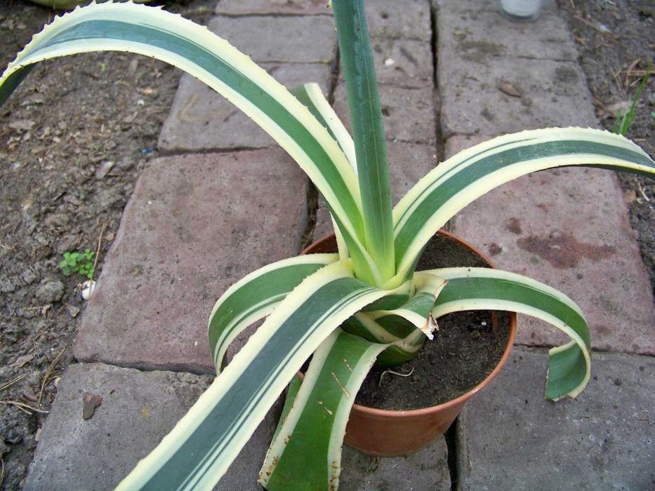 Агава американська