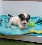 Jack Russel de pêlo cedoso