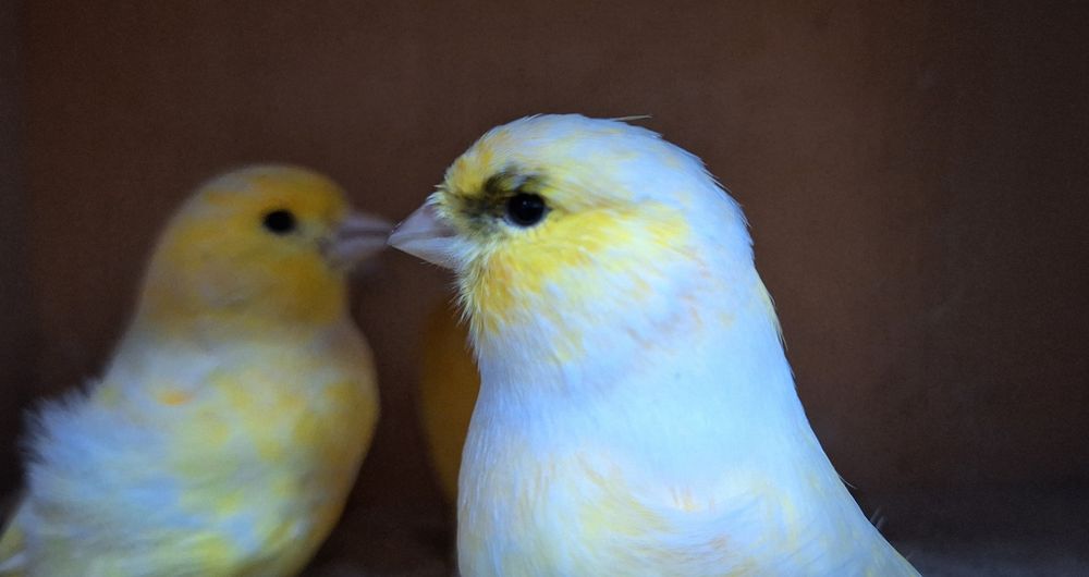 Kanarki samice 2025r