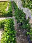 211  Buxos para jardim