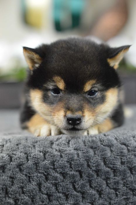 Shiba, shiba inu ZKwP/FCI