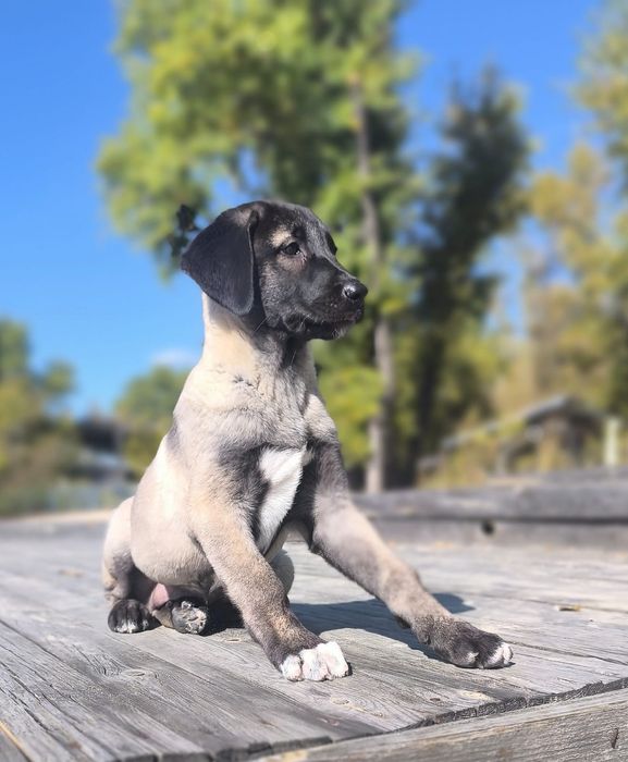 Kangal   suczka FCI