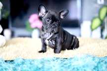Buldog Francuski Marengo