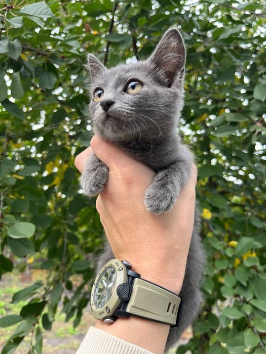 Сірий хлопчик в добрі руки