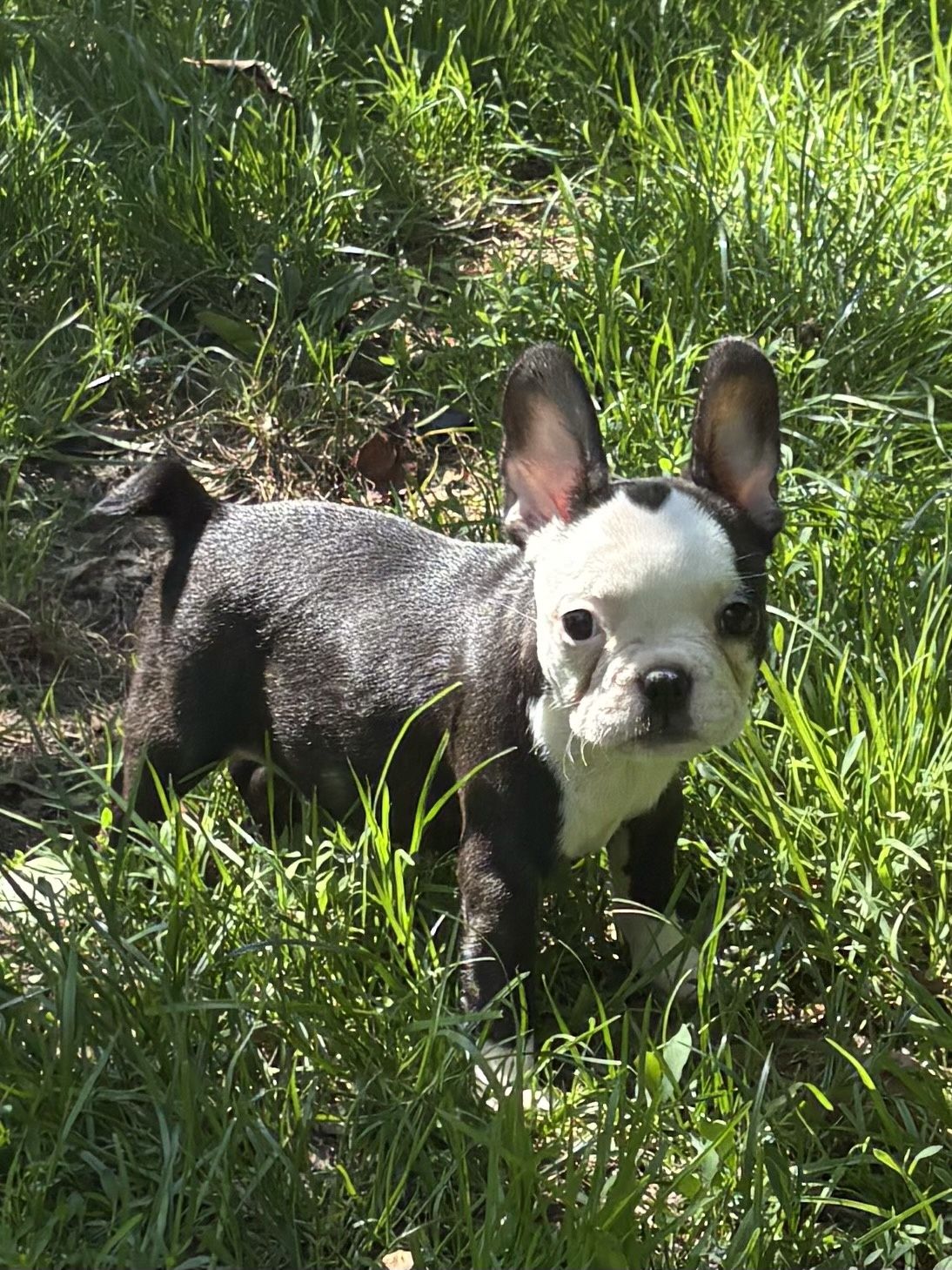 Buldog Francuski suczka