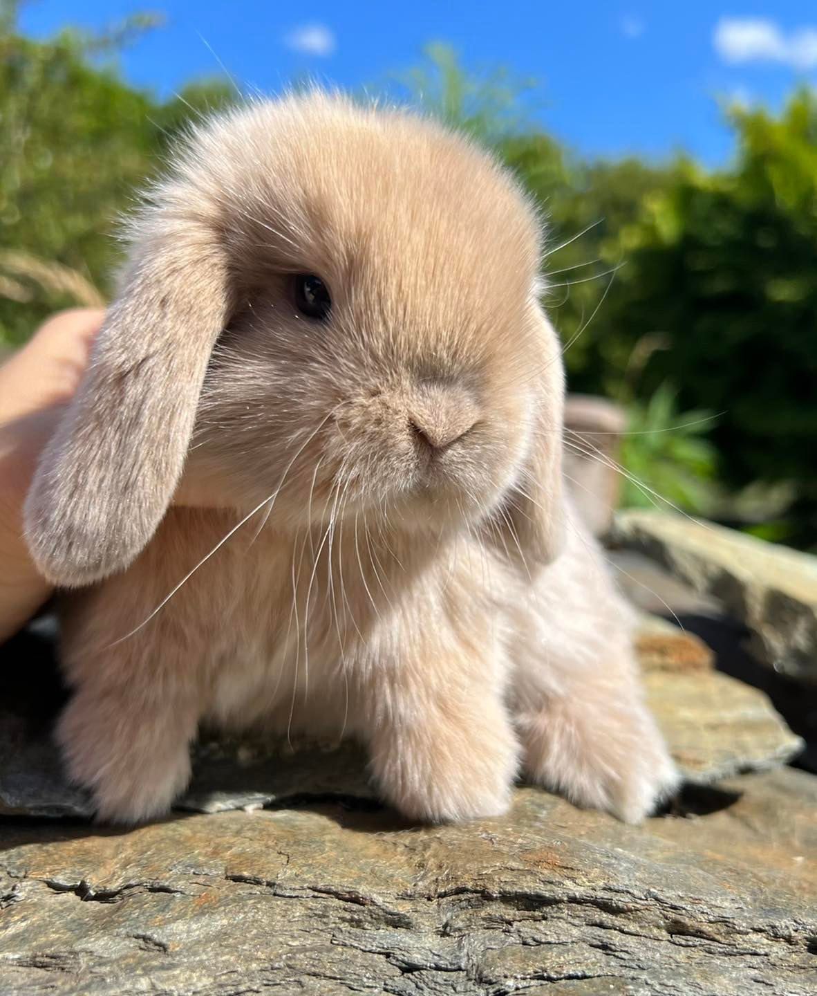 Mini karzełek teddy mini lop angora z hodowli