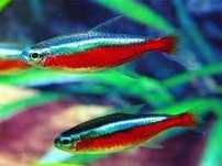 Neon Cardina Jumbo