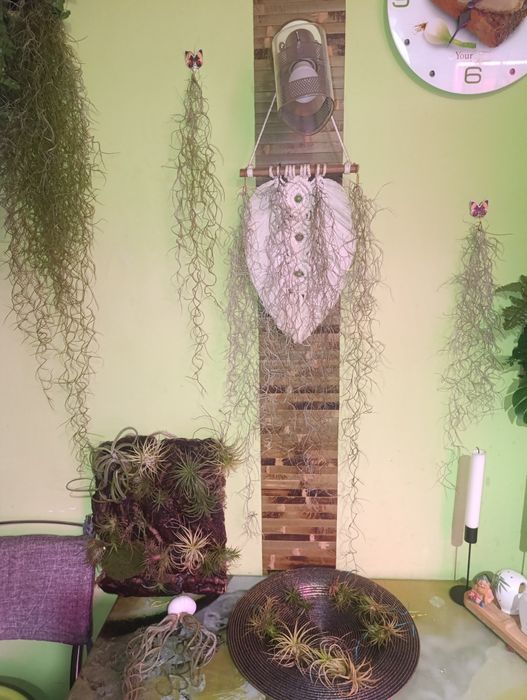 Продам тіландсії