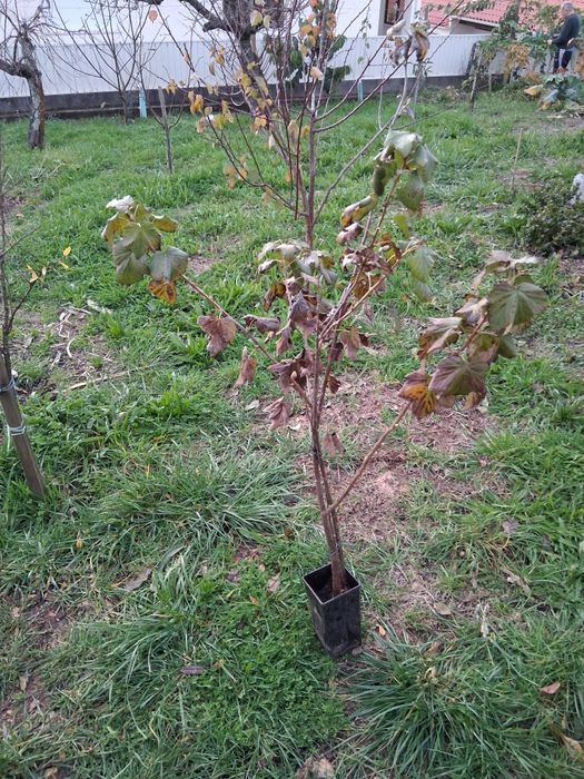 Groselha adulta, ja deu fruta, para o ano da de novo.