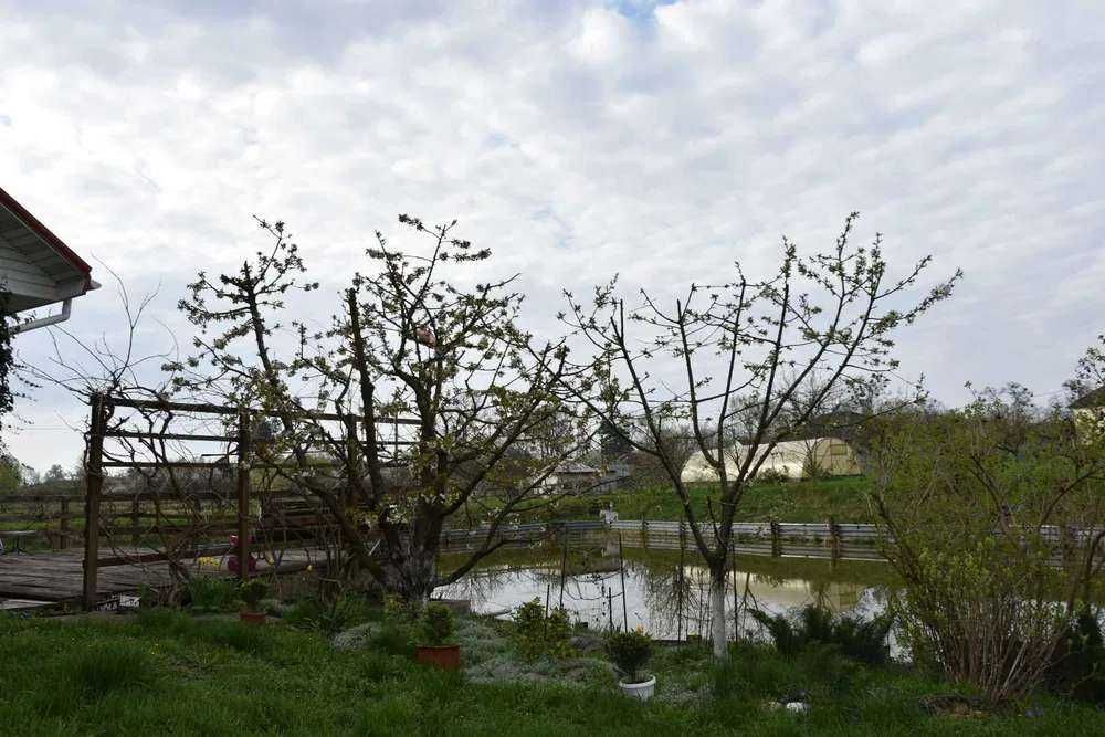 Власне озеро виноградники теплиця сад Бориспольскій р-н Вороньків