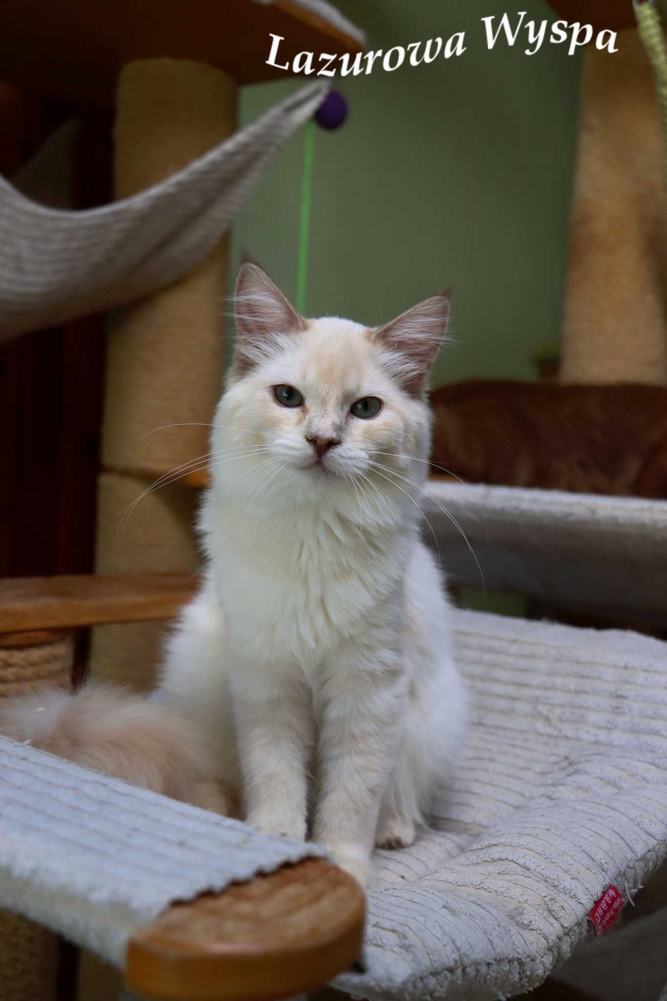 Ragdoll mink dziewczynka Kiki