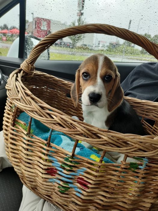 Beagle piesek trikolor