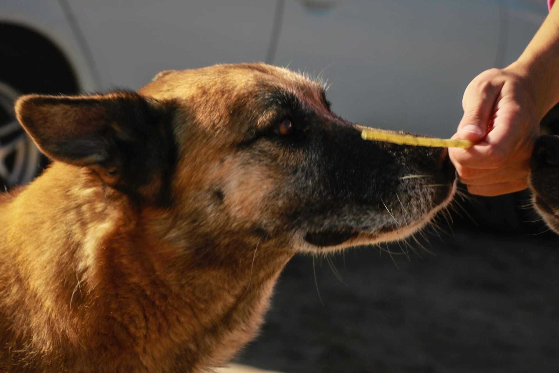 Cão Porte Médio Para Adoção (Anjo)