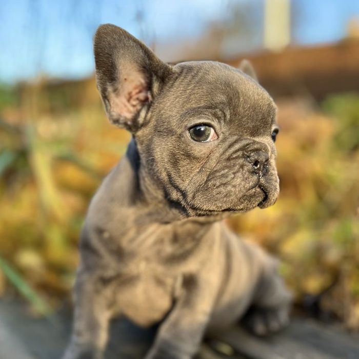 Щенки цуценя бульдог французький французский голубой