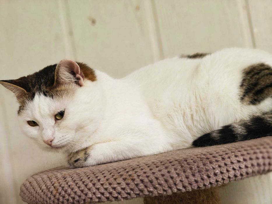 Киця Брошка - біла шубка, темні вушка - чекає вас ! кішка кошеня  кіт