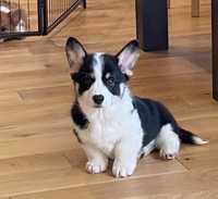 Welsh corgi Pembroke