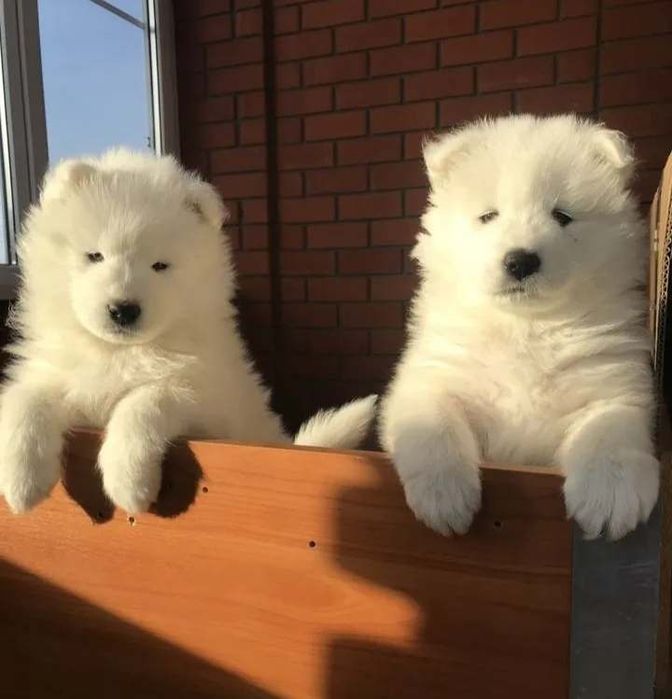Szczeniak samoyed