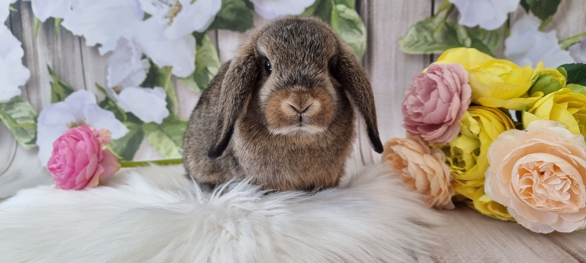 Mini lop śliczne króliczki zapraszamy gotowe do odbioru