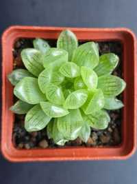 Haworthia coarctata/pigmea chrystalina/magnifika/korizato/alba