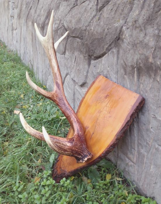 Рога оленя для інтер'єру.