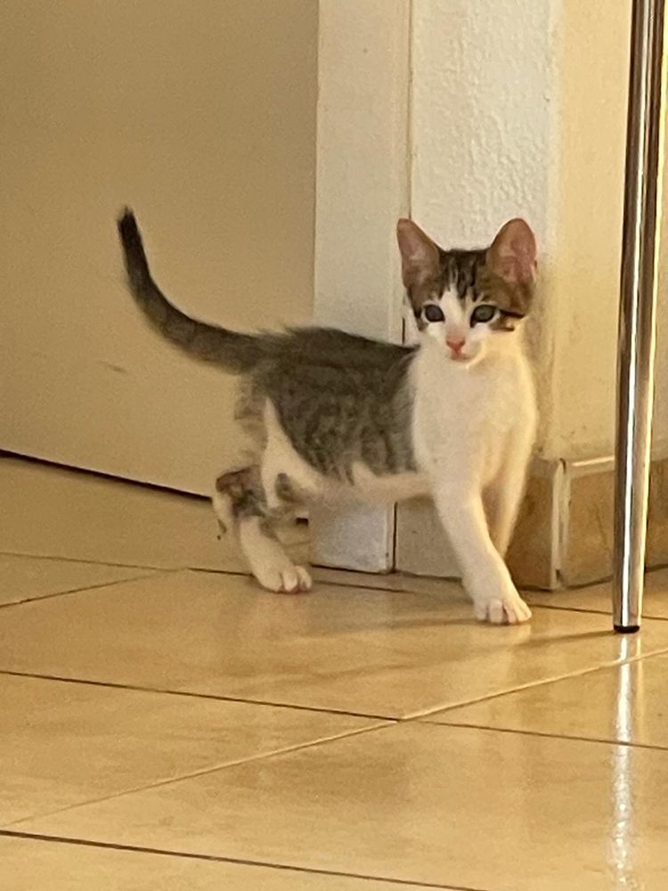Gatinho bebé para Adoção!