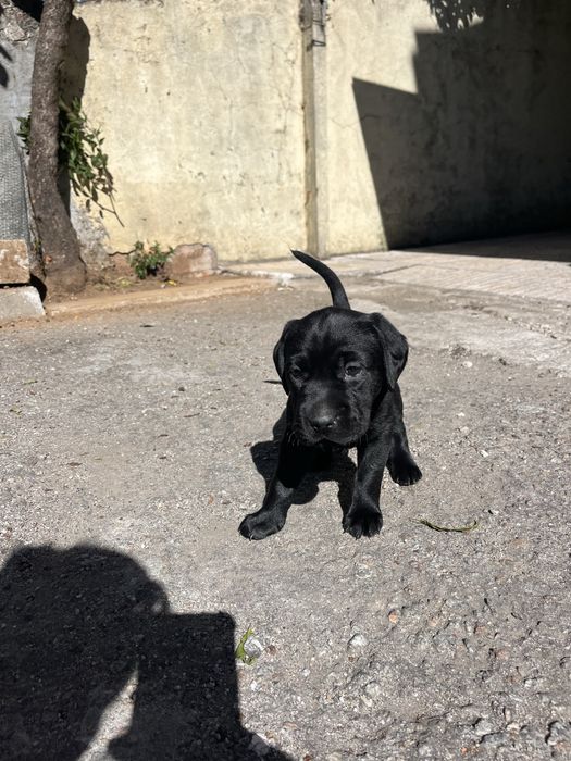 Labrador macho puro