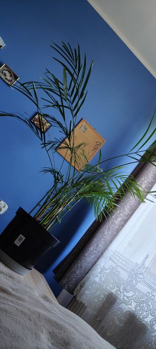 Palma Areka złotowiec sprzedam