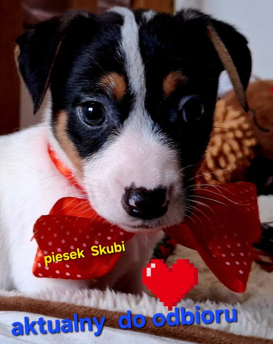 Śliczny piesek !!!  Jack Russell Terrier do odbioru RODZICE W HODOWLI