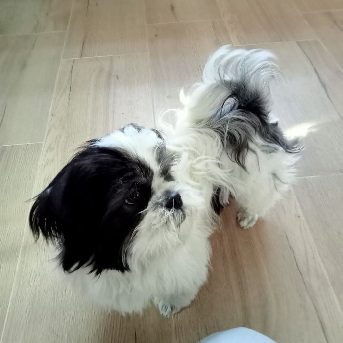 Oddam pieska shih tzu