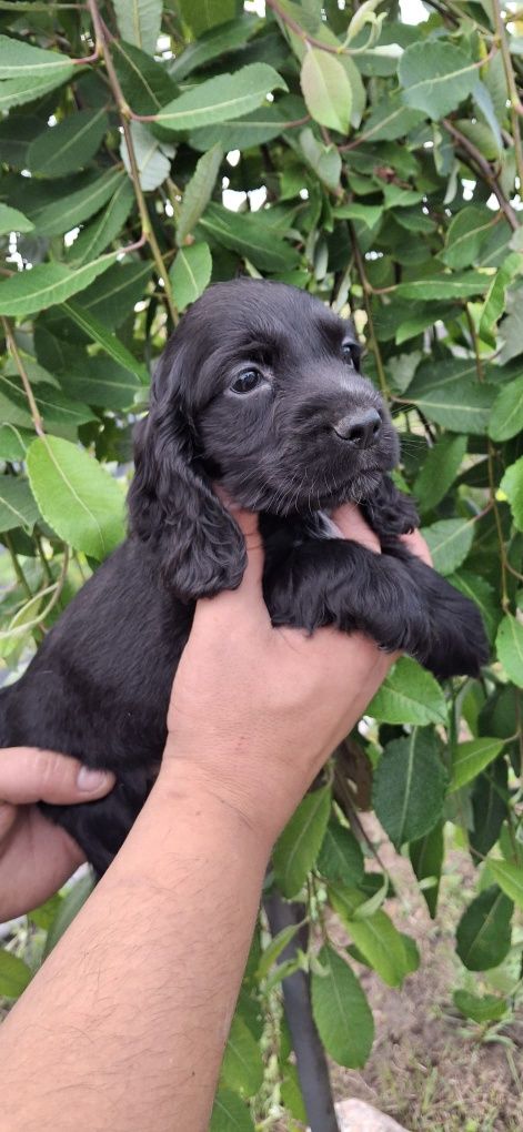 Cocker Spaniel Angielski piękny piesek