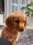 Szczeniak cocker spaniel