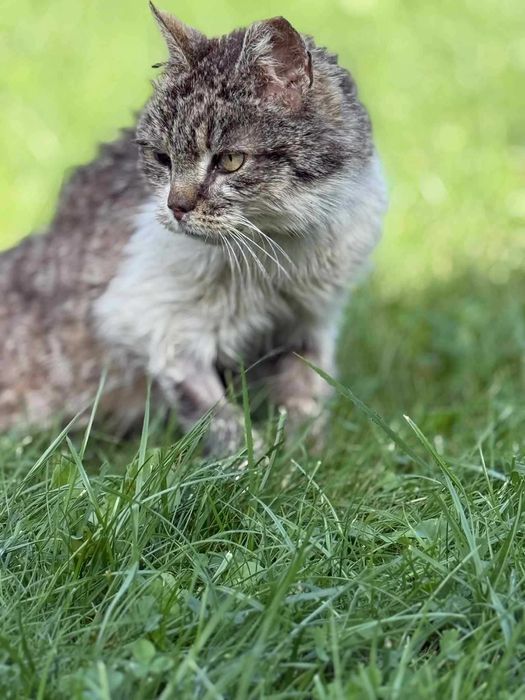 Czy NUMA znajdzie swój dom? Kotka FIV+