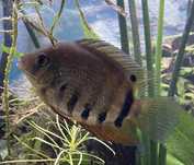 Pielęgnice Severum