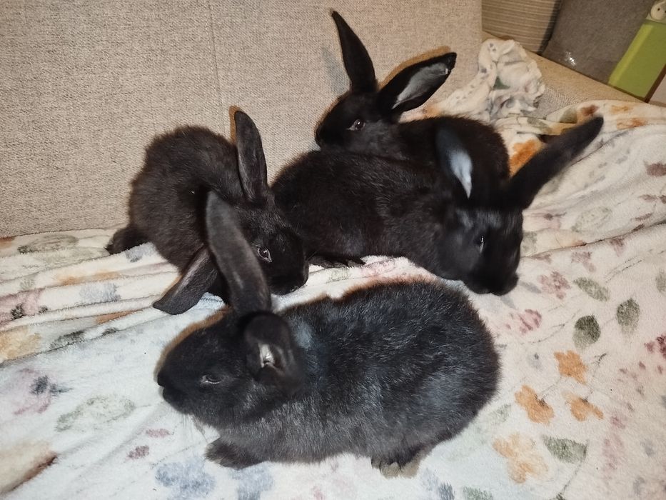 Młode króliki 4 szt.