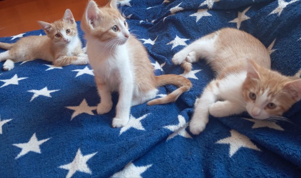 Отдам рыжих котяток)))